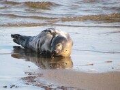 Seal Napping and its Reflection