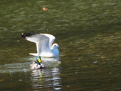 Friends on the river