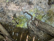 Congaree National Park