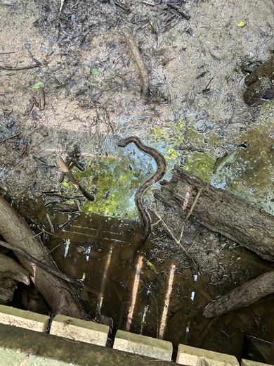Congaree National Park