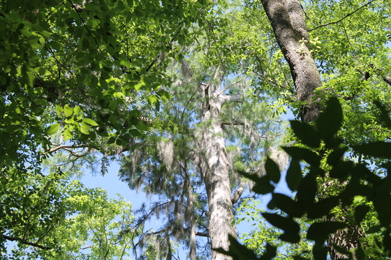 Congaree National Park