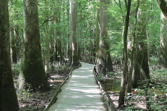 Congaree National Park 