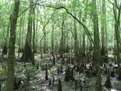 Congaree National Park 