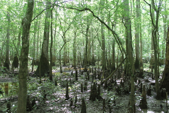 Congaree National Park 
