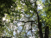 Congaree National Park 