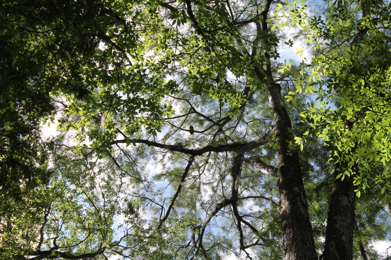 Congaree National Park 