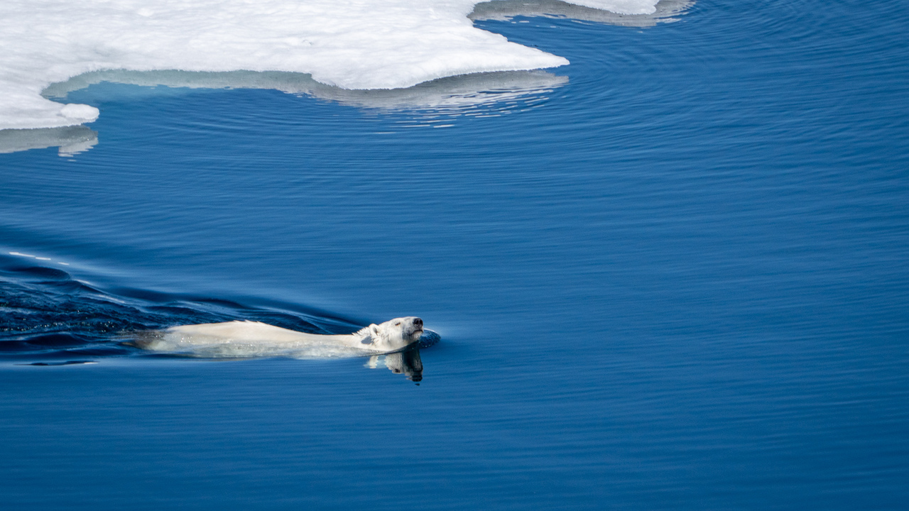 Swimming polar bear