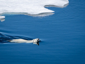 Swimming polar bear