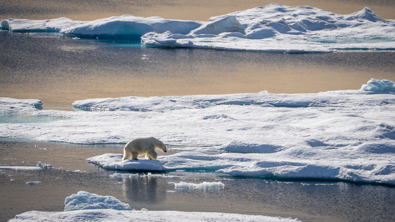 Polar bear on ice