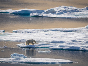 Polar bear on ice