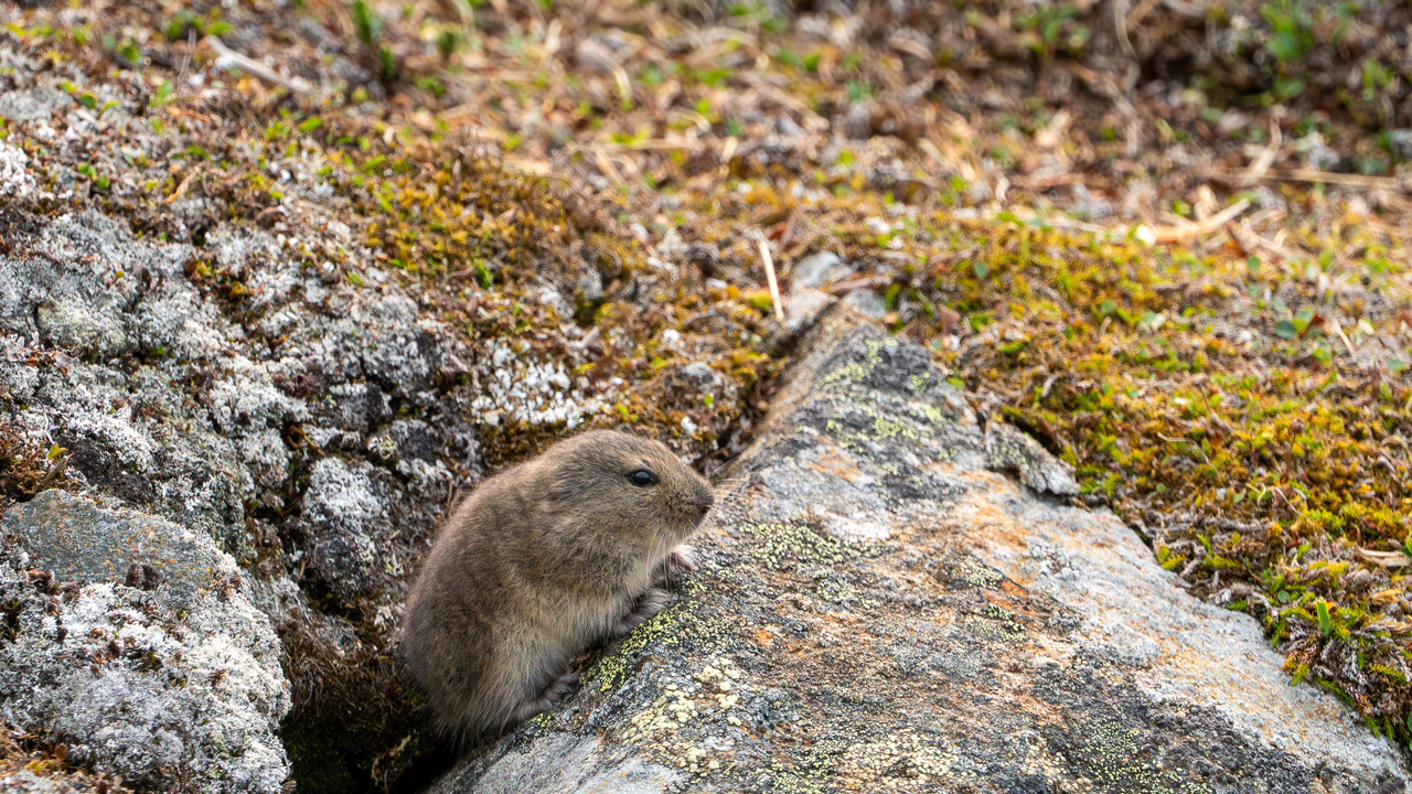 Brown lemming