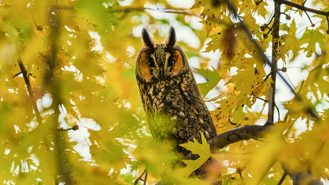 Long Eared Owl in Fall Colours