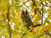 Long Eared Owl in Fall Colours