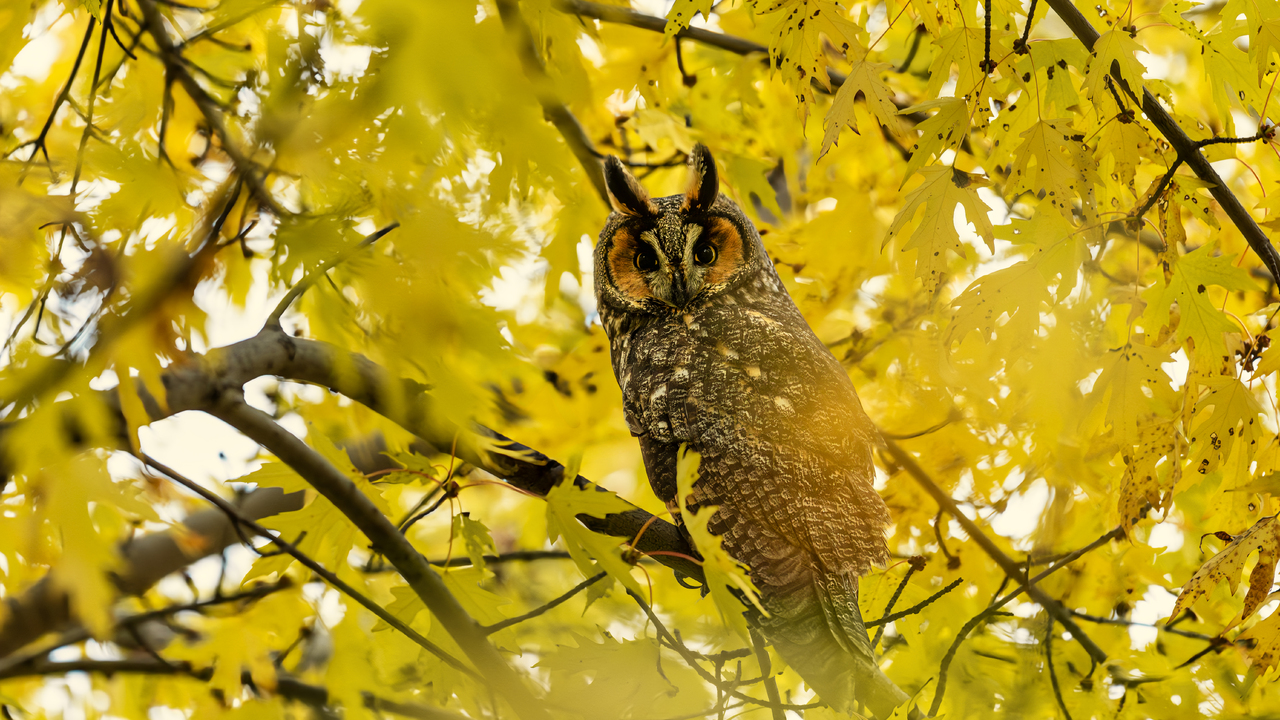 Long Eared Owl