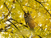Long Eared Owl