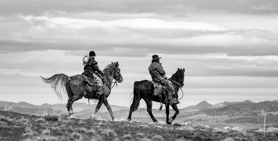 Onaqui Herd Management Area, Simpson Springs, Utah