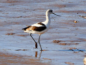 American avocet