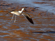 Coming in for a landing