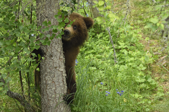 Katmai National Park