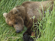 Katmai National Park