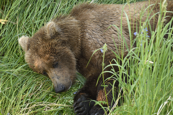 Katmai National Park
