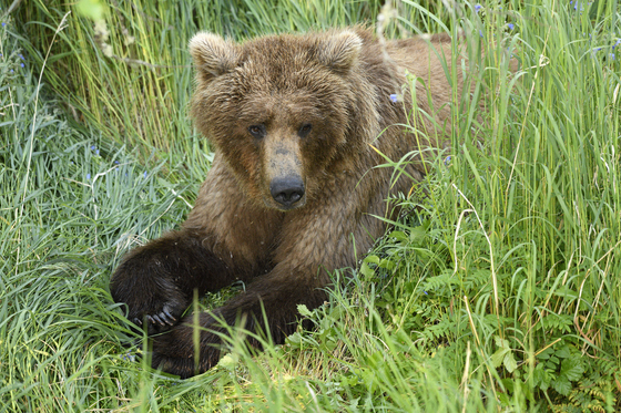 Katmai National Park