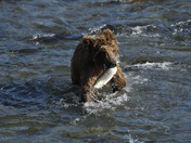 Katmai National Park