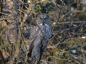 Great Gray Owl