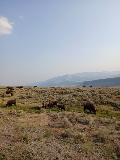 Yellowstone National Park