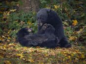 Playful moment in fall colours.