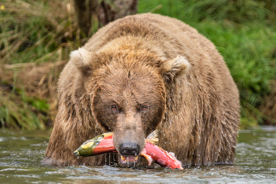 Katmai National Park and Preserve