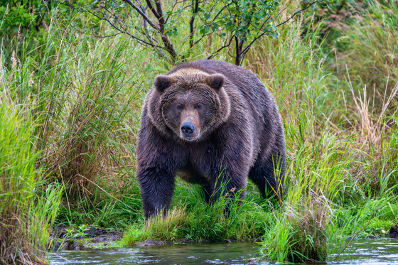 Katmai National Park and Preserve