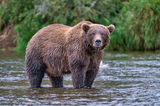 Katmai National Park and Preserve