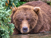 Katmai National Park and Preserve