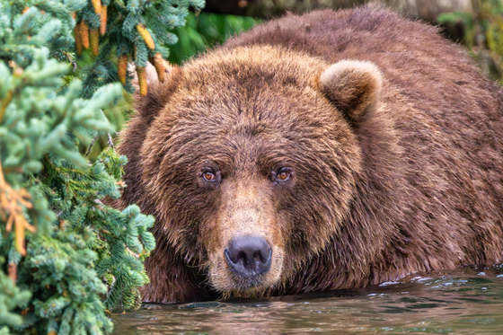 Katmai National Park and Preserve