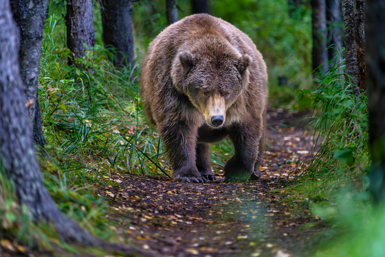 Katmai National Park and Preserve