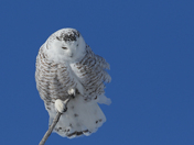 Snowy Owl 