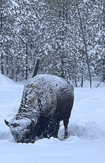 Yellowstone National Park