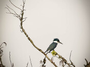 Belted King Fisher
