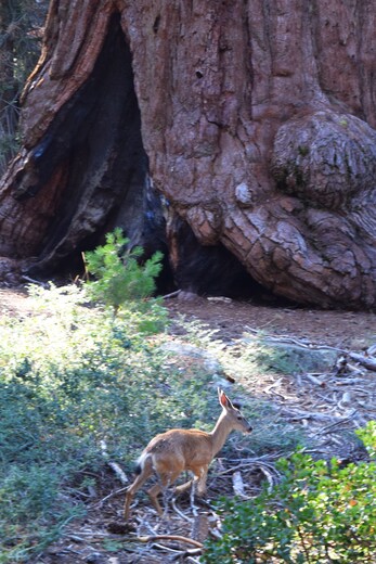 King's Canyon National Park