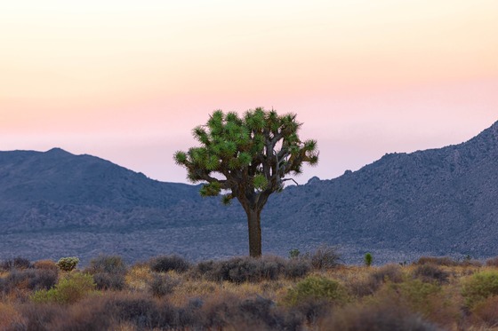 Joshua Tree National Park