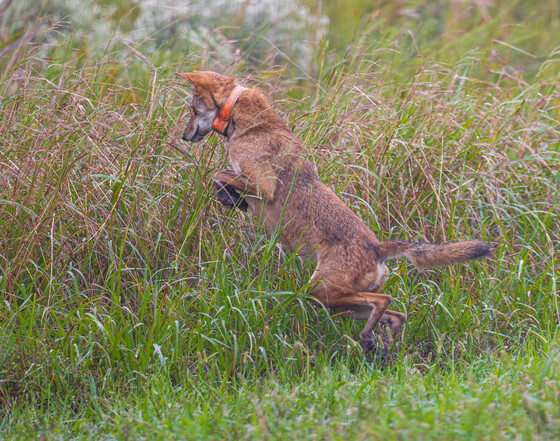 Alligator River National Wildlife Refuge 