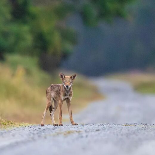 Alligator River National Wildlife Refuge 