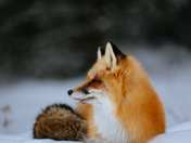 One-Eyed Fox
