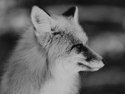Portrait of Fox
