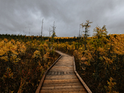 Boundary Bog Fall Trail