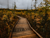 Boundary Bog Trail Take Two!