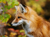 Red, Orange and Yellow