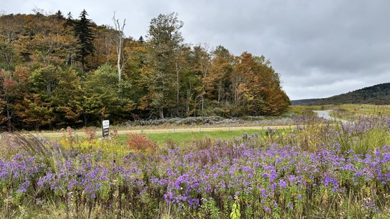 Monongahela National Forest