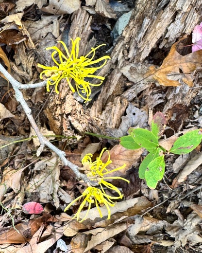 Shenandoah National Park